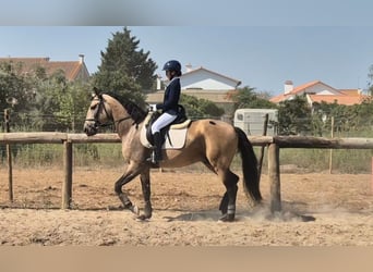 Lusitano Mix, Wałach, 4 lat, 159 cm, Bułana