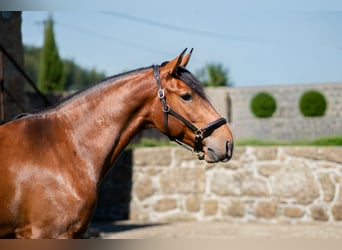 Lusitano, Wałach, 4 lat, 160 cm, Gniada