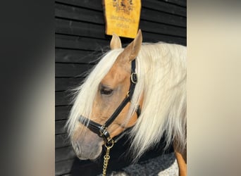 Lusitano, Wałach, 4 lat, 160 cm, Izabelowata