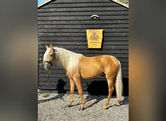 Lusitano, Wałach, 4 lat, 160 cm, Izabelowata