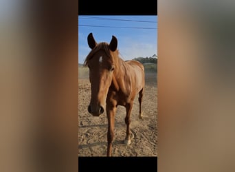 Lusitano, Wałach, 4 lat, 160 cm, Kasztanowata