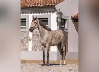 Lusitano, Wałach, 4 lat, 160 cm, Siwa jabłkowita