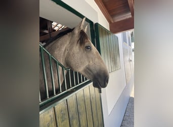 Lusitano, Wałach, 4 lat, 160 cm, Siwa jabłkowita