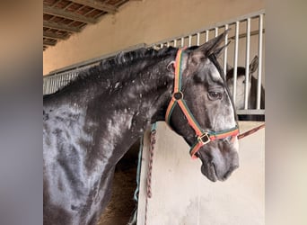 Lusitano, Wałach, 4 lat, 160 cm, Siwa