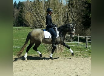 Lusitano, Wałach, 4 lat, 162 cm, Siwa