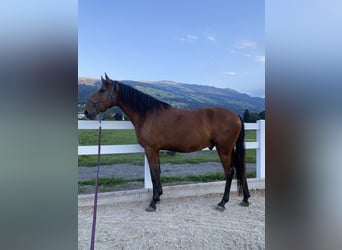Lusitano, Wałach, 4 lat, 163 cm, Gniada