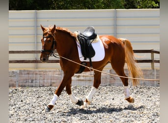 Lusitano Mix, Wałach, 4 lat, 164 cm, Kasztanowata