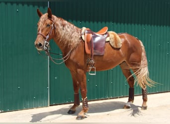 Lusitano Mix, Wałach, 4 lat, 164 cm, Kasztanowata