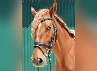 Lusitano Mix, Wałach, 4 lat, 164 cm, Kasztanowata