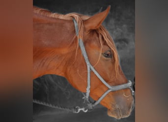 Lusitano Mix, Wałach, 4 lat, 164 cm, Kasztanowata