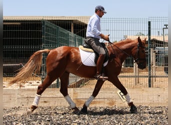 Lusitano Mix, Wałach, 4 lat, 164 cm, Kasztanowata