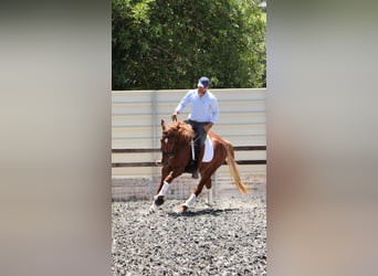 Lusitano Mix, Wałach, 4 lat, 164 cm, Kasztanowata