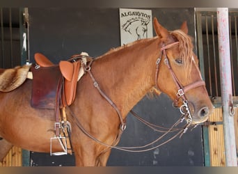Lusitano Mix, Wałach, 4 lat, 164 cm, Kasztanowata