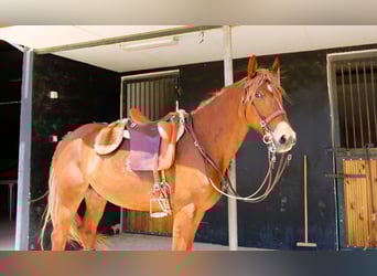Lusitano Mix, Wałach, 4 lat, 164 cm, Kasztanowata