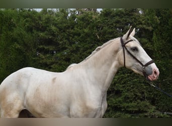 Lusitano, Wałach, 4 lat, 165 cm, Izabelowata
