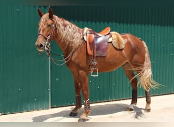 Lusitano Mix, Wałach, 4 lat, 165 cm, Kasztanowata