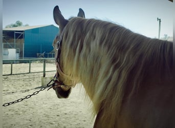 Lusitano Mix, Wałach, 4 lat, 165 cm, Kasztanowata