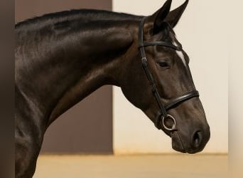 Lusitano Mix, Wałach, 4 lat, 165 cm, Siwa