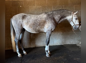Lusitano, Wałach, 4 lat, 165 cm, Siwa