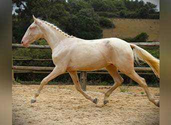 Lusitano, Wałach, 4 lat, 167 cm, Cremello