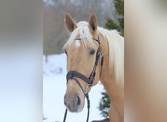 Lusitano, Wałach, 4 lat, 170 cm, Izabelowata