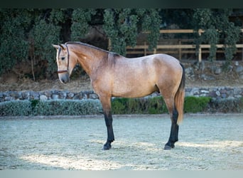 Lusitano, Wałach, 4 lat, Siwa