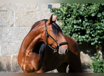 Lusitano, Wałach, 5 lat, 152 cm, Gniada