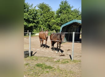 Lusitano Mix, Wałach, 5 lat, 154 cm, Ciemnogniada Lusitano Mix, Wałach, 5 lat, 154 cm, Ciemnogniada