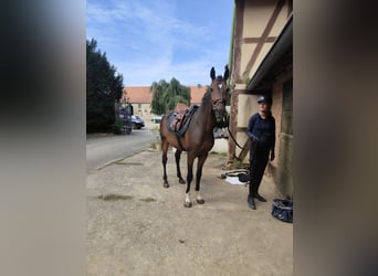 Lusitano Mix, Wałach, 5 lat, 154 cm, Ciemnogniada Lusitano Mix, Wałach, 5 lat, 154 cm, Ciemnogniada