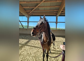 Lusitano Mix, Wałach, 5 lat, 154 cm, Ciemnogniada Lusitano Mix, Wałach, 5 lat, 154 cm, Ciemnogniada