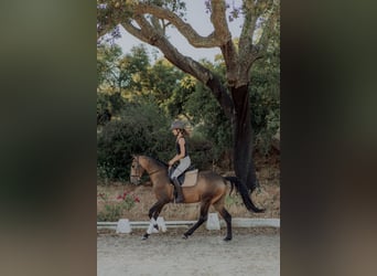 Lusitano, Wałach, 5 lat, 155 cm, Bułana