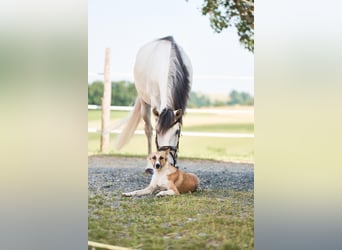 Lusitano, Wałach, 5 lat, 157 cm, Siwa