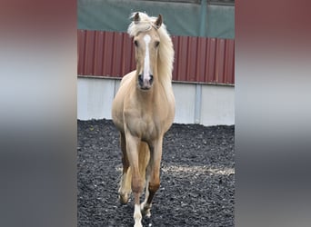 Lusitano Mix, Wałach, 5 lat, 158 cm