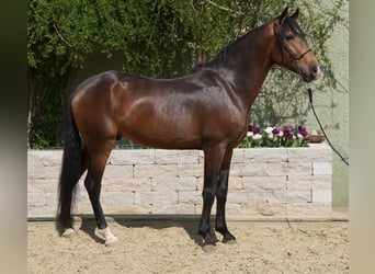 Lusitano, Wałach, 5 lat, 160 cm, Bułana