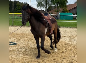 Lusitano, Wałach, 5 lat, 160 cm, Ciemnogniada