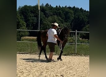 Lusitano, Wałach, 5 lat, 160 cm, Ciemnogniada