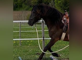 Lusitano, Wałach, 5 lat, 160 cm, Ciemnogniada