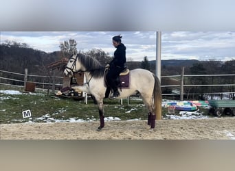 Lusitano, Wałach, 5 lat, 160 cm, Może być siwy