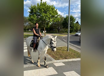 Lusitano, Wałach, 5 lat, 160 cm, Może być siwy