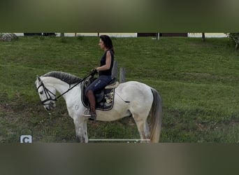 Lusitano, Wałach, 5 lat, 160 cm, Może być siwy