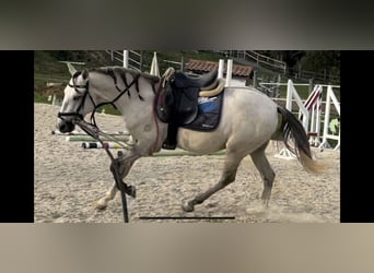 Lusitano, Wałach, 5 lat, 160 cm, Może być siwy