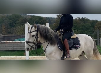 Lusitano, Wałach, 5 lat, 160 cm, Może być siwy