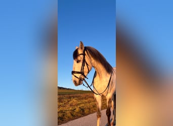 Lusitano, Wałach, 5 lat, 160 cm, Może być siwy