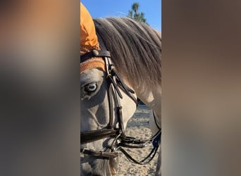 Lusitano, Wałach, 5 lat, 160 cm, Może być siwy