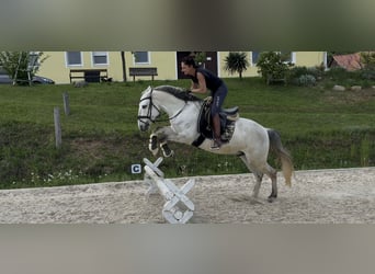 Lusitano, Wałach, 5 lat, 160 cm, Może być siwy