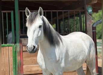 Lusitano, Wałach, 5 lat, 160 cm, Może być siwy