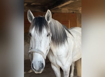 Lusitano, Wałach, 5 lat, 160 cm, Może być siwy