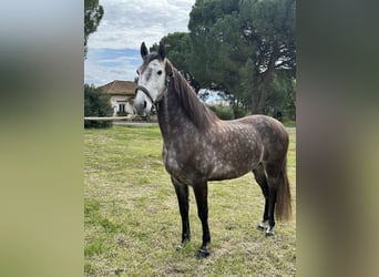 Lusitano, Wałach, 5 lat, 160 cm, Siwa