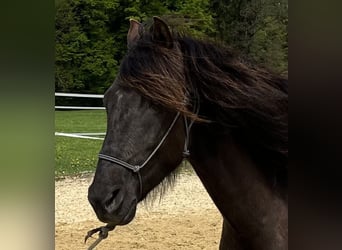 Lusitano, Wałach, 5 lat, 160 cm, Skarogniada