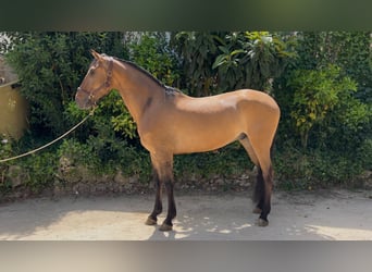 Lusitano, Wałach, 5 lat, 161 cm, Gniada